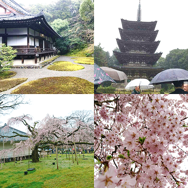 醍醐寺観桜会2